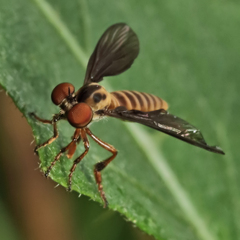Holcocephala