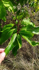 Chionanthus virginicus