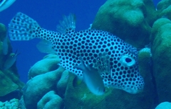 Lactophrys bicaudalis