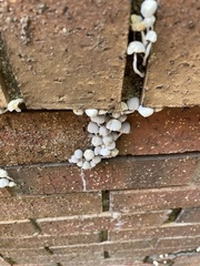 Coprinellus disseminatus