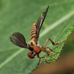 Holcocephala