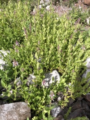 Stachys pilosa