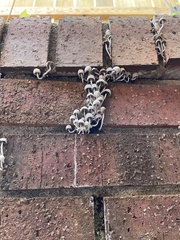 Coprinellus disseminatus