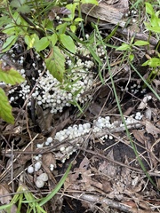 Coprinellus disseminatus
