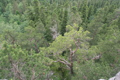Abies nordmanniana