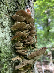 Trametes trogii