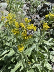 Senecio atratus