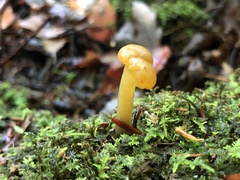 Leotia lubrica