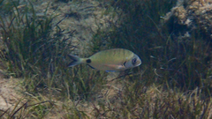 Diplodus sargus