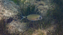 Diplodus sargus