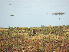 Hymenops perspicillatus