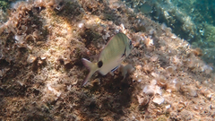 Diplodus sargus