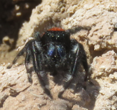 Phidippus carneus