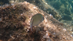 Diplodus sargus