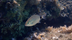 Diplodus annularis