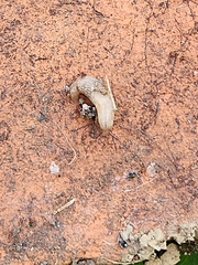 Deroceras reticulatum