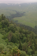 Abies nordmanniana