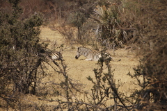 Equus quagga chapmani