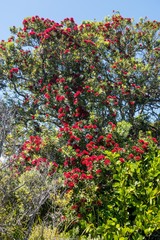 Metrosideros excelsa