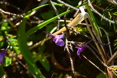 Pinguicula macroceras