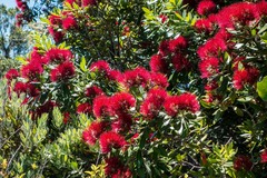 Metrosideros excelsa