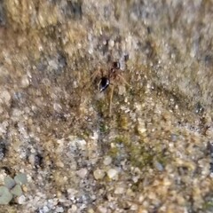 Prenolepis imparis