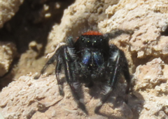 Phidippus carneus