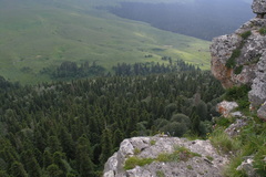 Abies nordmanniana