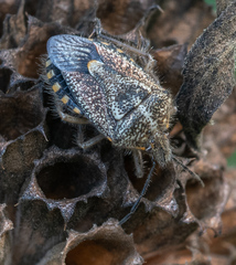 Agonoscelis puberula