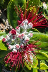 Metrosideros excelsa