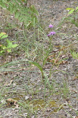 Liatris cylindracea