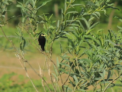 Hymenops perspicillatus