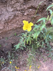 Oenothera elata