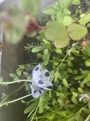 Nemophila