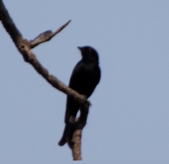 Dicrurus adsimilis apivorus