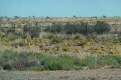 Gazania lichtensteinii