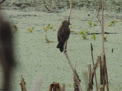 Hymenops perspicillatus