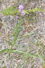 Liatris cylindracea