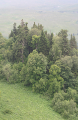 Abies nordmanniana