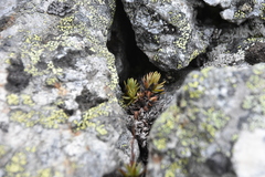 Saxifraga bronchialis