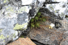 Saxifraga bronchialis