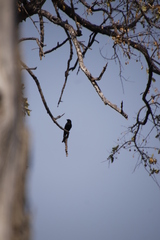 Dicrurus adsimilis apivorus
