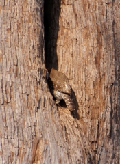Glaucidium perlatum