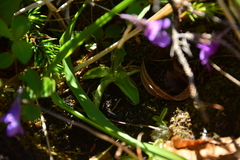 Pinguicula macroceras