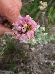 Erica quadrangularis