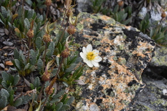 Dryas hookeriana