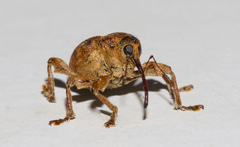 Curculio venosus