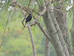 Hymenops perspicillatus