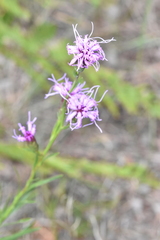 Liatris cylindracea