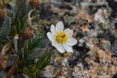Dryas hookeriana